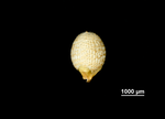 Nutlet of Scleria parvula US02100024 Senegal