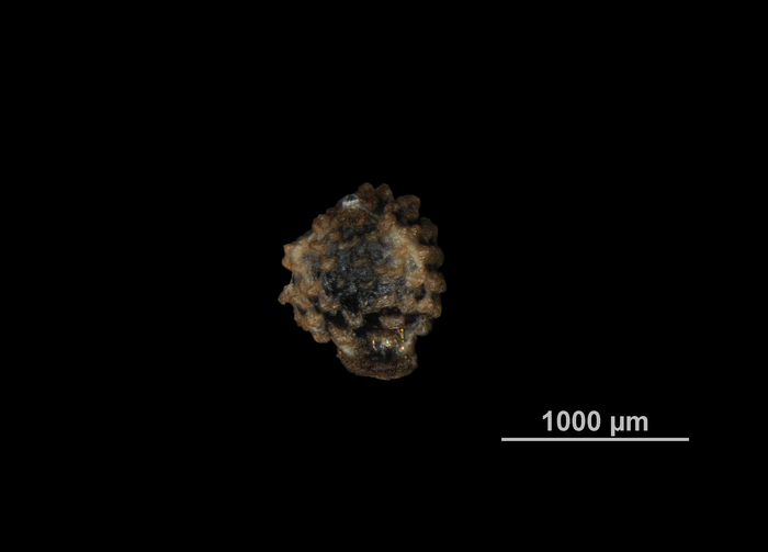 Nutlet of Scleria robinsoniana US04172249 Guinea