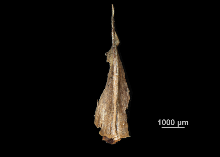 Glume of Scleria scabra US00962766 Cuba