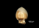 Nutlet of Scleria scabra US00962766 Cuba