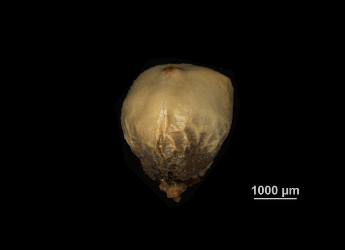 Nutlet of Scleria scabra US02099247 Brazil