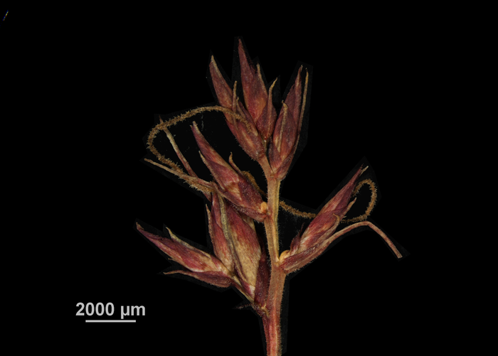 Inflorescence of Scleria tepuiense US00880645 Venezuela