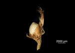 Inflorescence of Scleria tropicalis US04172227 Colombia