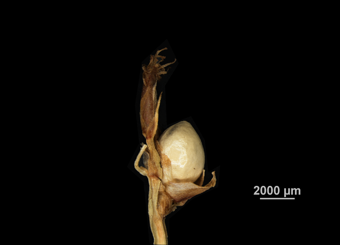 Inflorescence of Scleria tropicalis US04172227 Colombia