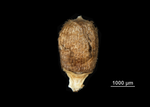 Nutlet of Scleria unguiculata US02100072 Tanzania
