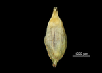 Utricle adaxial of Carex cryptostachys US02144194 Thailand