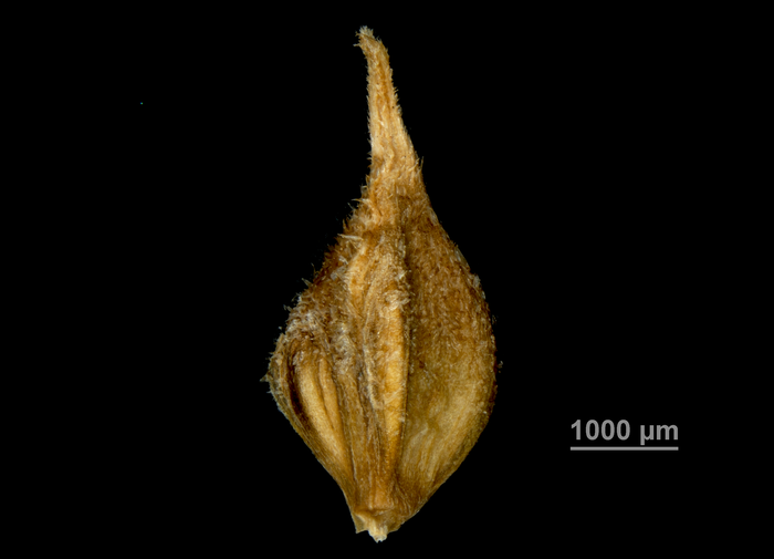 Utricle abaxial Carex tricephala US00732926