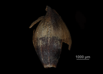 Glume of Gahnia schoenoides US02234511 French Polynesia