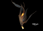 Inflorescence of Gahnia schoenoides US02234511 French Polynesia