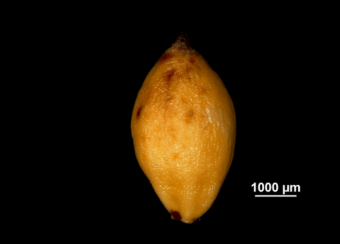 Nutlet of Gahnia schoenoides US02234511 French Polynesia