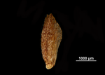 Glume of Hypolytrum jenmanii US00686728 Guyana