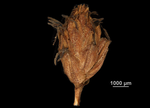 Inflorescence of Hypolytrum jenmanii US00686728 Guyana