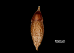 Nutlet of Hypolytrum nudum US00685420 Venezuela