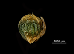 Nutlet of Hypolytrum rigens US02074131 Brazil