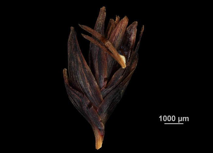 Inflorescence of Machaerina angustifolia US00674057 Hawaii