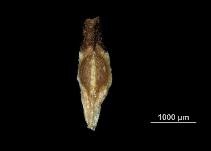 Nutlet of Machaerina angustifolia US00674057 Hawaii
