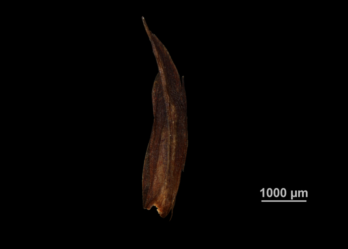 Glume of Machaerina austrobrasiliensis US02235063 Brazil