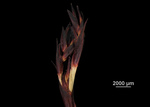 Inflorescence of Machaerina ayangannensis US00742005 North Carolina