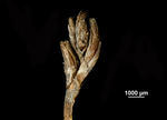 Inflorescence of Machaerina disticha US01108536