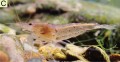 Caridina tonggulinensis