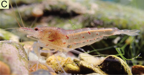 Caridina tonggulinensis