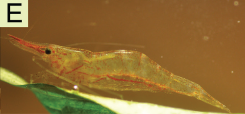 Caridina elongapoda