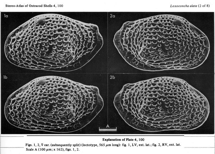 Loxoconcha alata Brady, 1868 from the publication of the lectotype designation