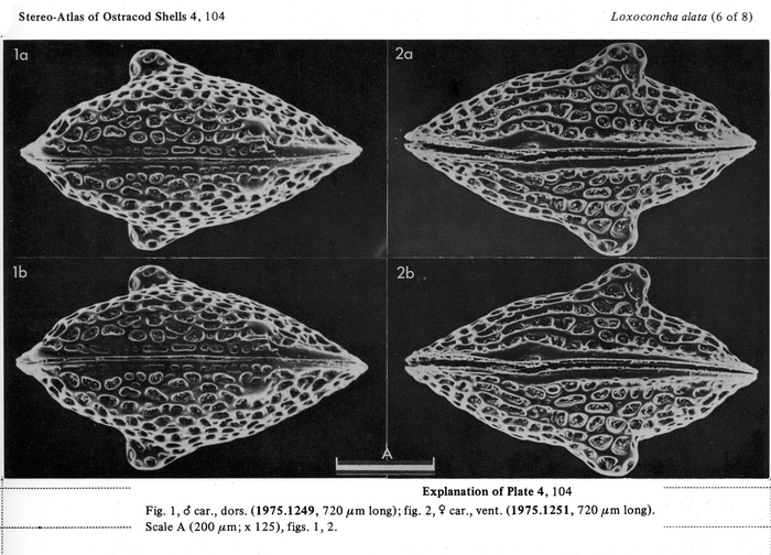 Loxoconcha alata Brady, 1868 from the publication of the lectotype designation