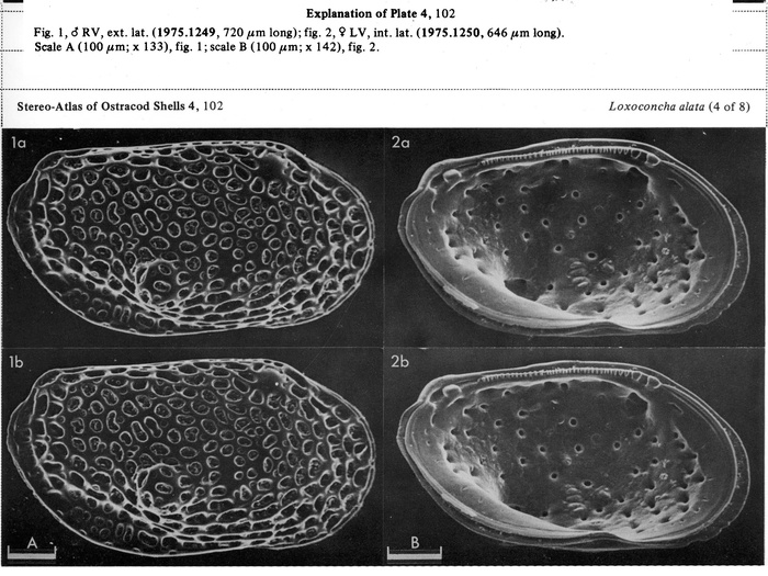 Loxoconcha alata Brady, 1868 from the publication of the lectotype designation