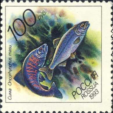 Oncorhynchus masou Oncorhynchus masou