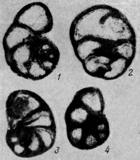 Globivalvulina mosquensis Reitlinger, 1950