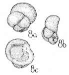 Globivalvulina ovata Cushman & Waters, 1928