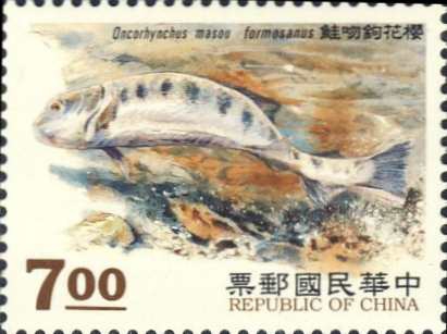 Oncorhynchus masou Oncorhynchus masou