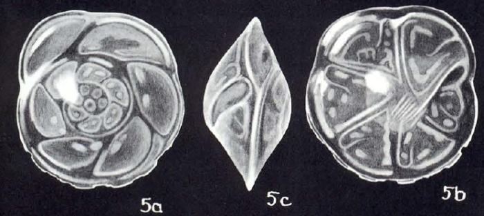 Hoeglundina mesolucida McCulloch, 1981