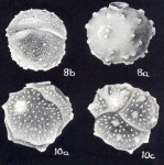 Siphoninoides echinatiformis McCulloch, 1981