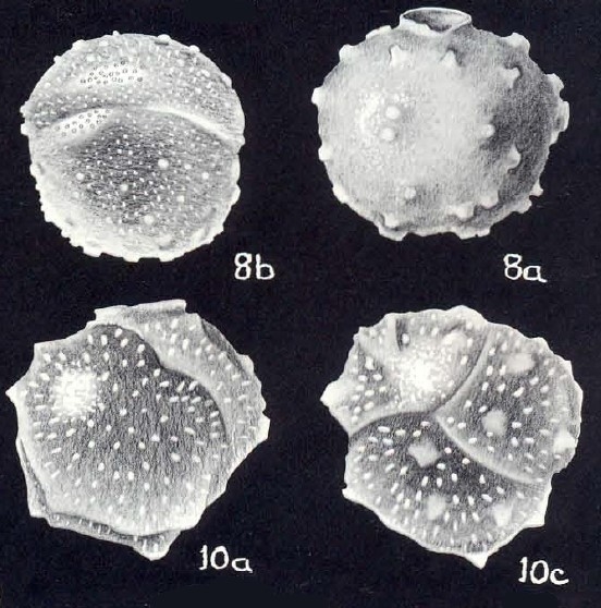 Siphoninoides echinatiformis McCulloch, 1981