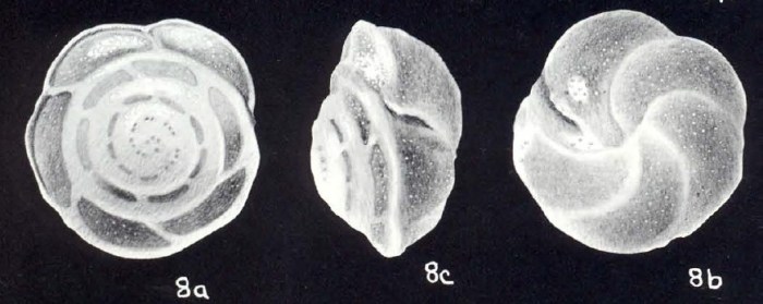 Crawfordoides (?) semisinuosa McCulloch, 1981