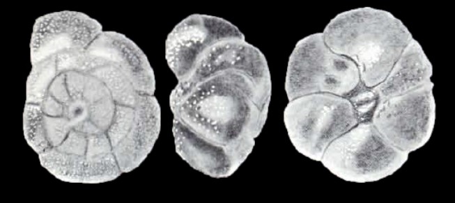 Ammonia (?) tepida subsp. bombayensis McCulloch, 1981