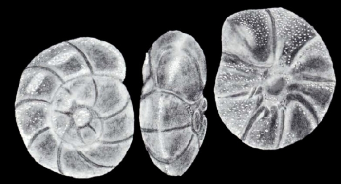 Ammonia (?) tepida subsp. cochensis McCulloch, 1981