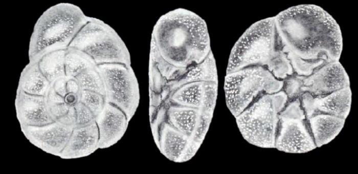 Ammonia tepida subsp. nitae McCulloch, 1981