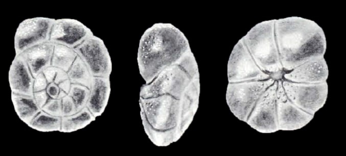 Ammonia juliae McCulloch, 1981