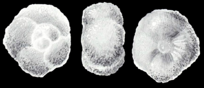 Earltheeia (?) trinidadensis McCulloch, 1981