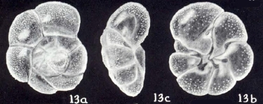 Rosalina (?) pseudoglobularis McCulloch, 1981, author: Consorti, Lorenzo