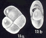 Pullenia arubaensis McCulloch, 1981