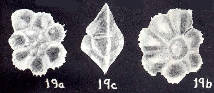Pararotalia lobulatiformis McCulloch, 1981