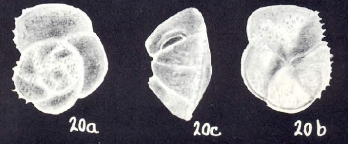 Globorotalia (?) margaritaensis McCulloch, 1981