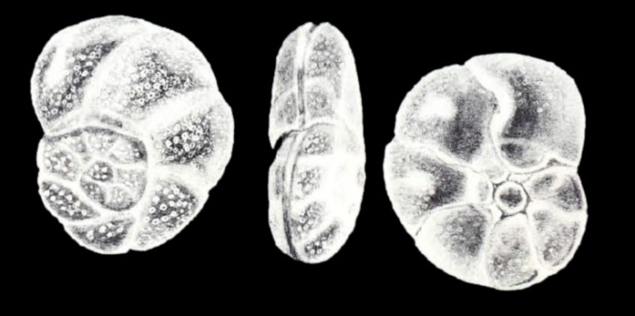 Discorbis (?) falsiformis McCulloch, 1981