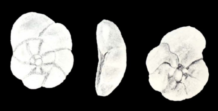 Rosalina (?) maryannae McCulloch, 1981