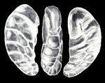 Geminospira arubiana McCulloch, 1981