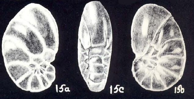 Cushmanella (?) compacta McCulloch, 1981